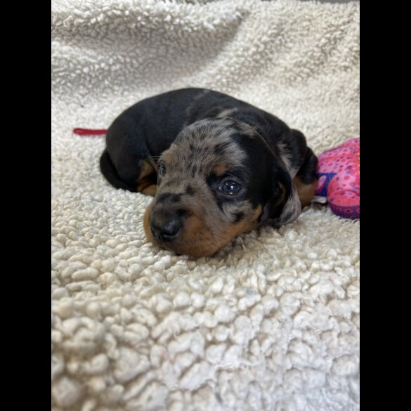 Dachshund (Miniature Smooth Haired)