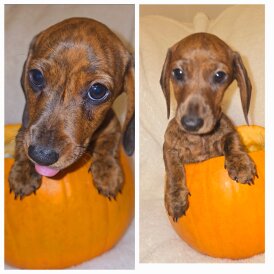 Dachshund (Miniature Smooth Haired)