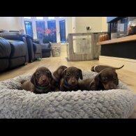 Dachshund (Miniature Smooth Haired)