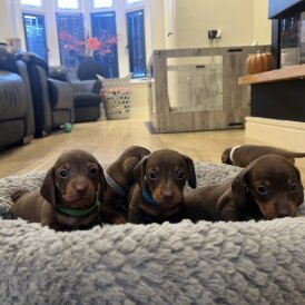 Dachshund (Miniature Smooth Haired)