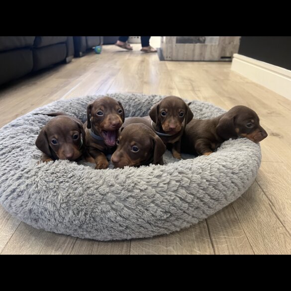 Dachshund (Miniature Smooth Haired)