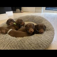 Dachshund (Miniature Smooth Haired)