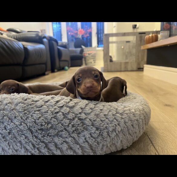 Dachshund (Miniature Smooth Haired)