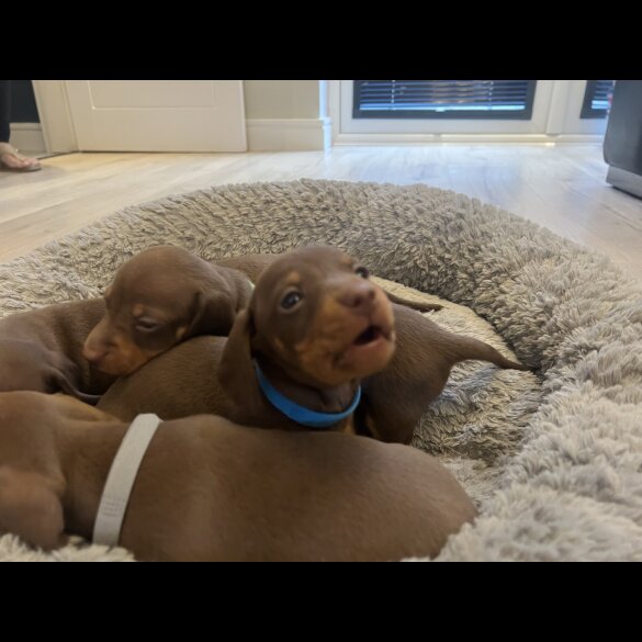 Dachshund (Miniature Smooth Haired)