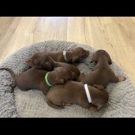 Dachshund (Miniature Smooth Haired)