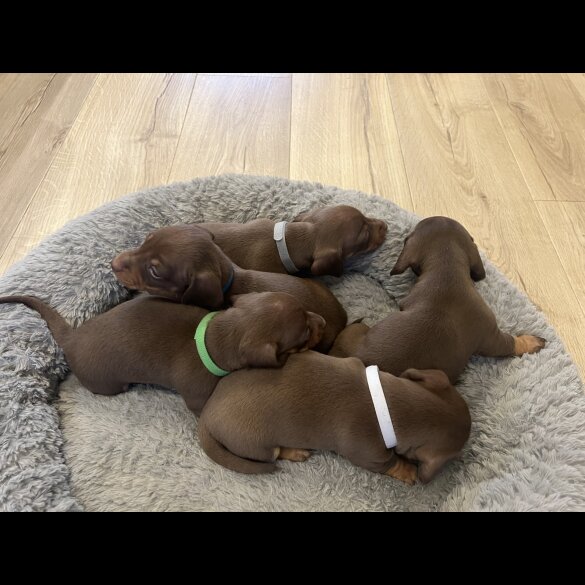 Dachshund (Miniature Smooth Haired)