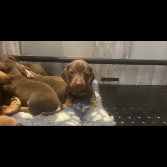 Dachshund (Miniature Smooth Haired)