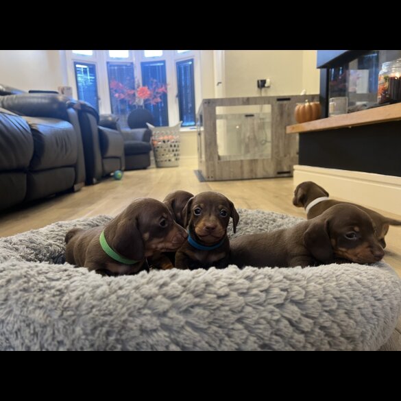 Dachshund (Miniature Smooth Haired)