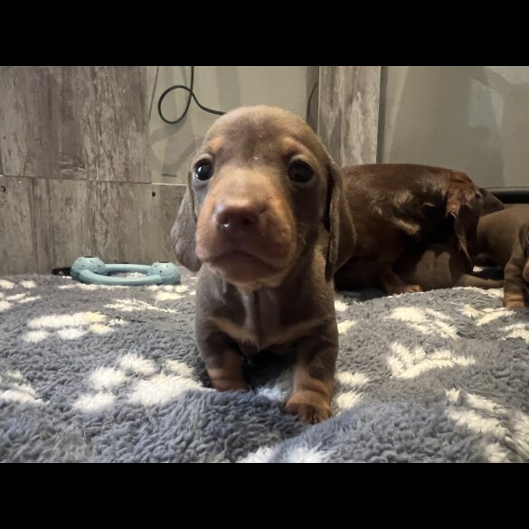 Dachshund (Miniature Smooth Haired)