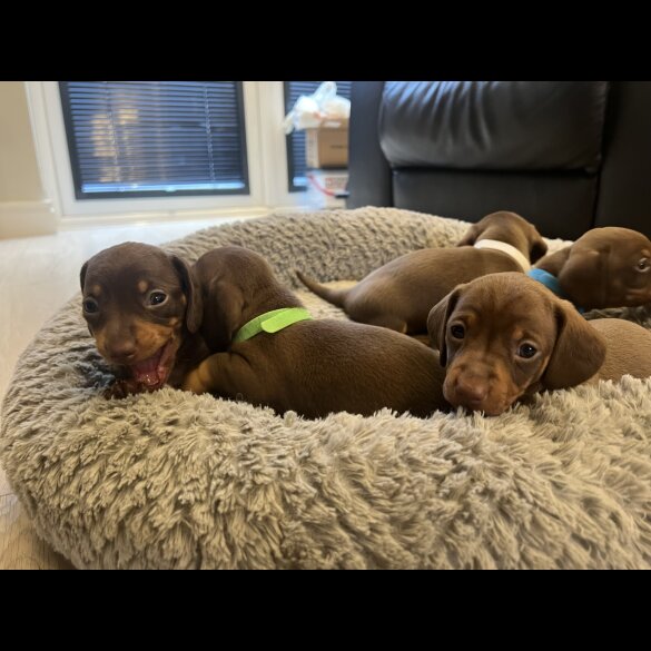 Dachshund (Miniature Smooth Haired)