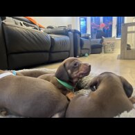 Dachshund (Miniature Smooth Haired)