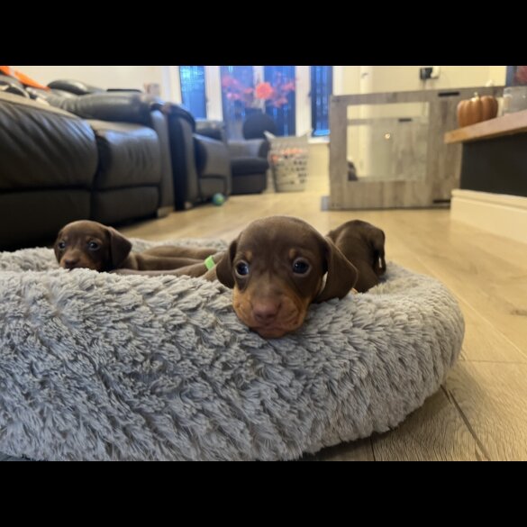 Dachshund (Miniature Smooth Haired)