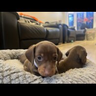 Dachshund (Miniature Smooth Haired)