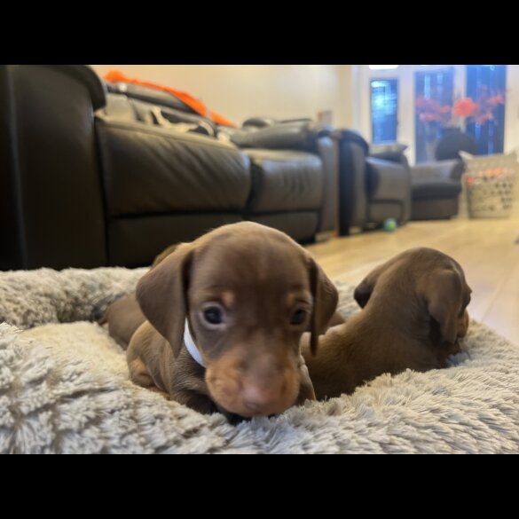 Dachshund (Miniature Smooth Haired)