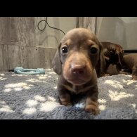Dachshund (Miniature Smooth Haired)