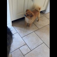 Mixed Breed