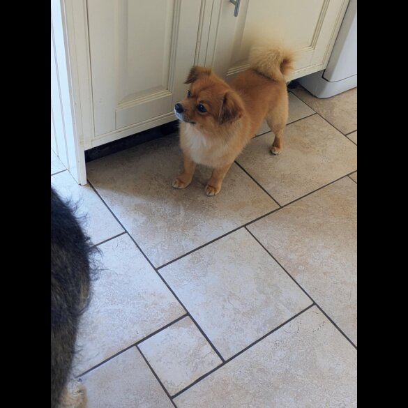 Mixed Breed