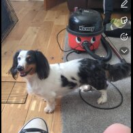 Mixed Breed