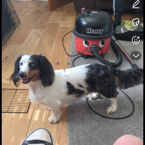 Mixed Breed