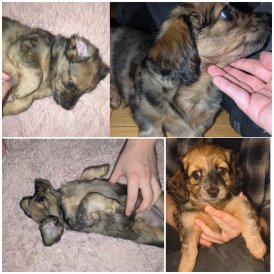 Mixed Breed