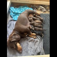 Dachshund (Wire Haired)