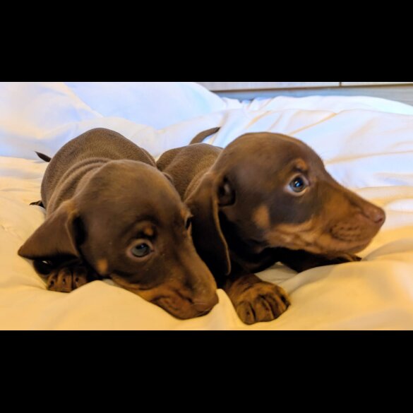 Dachshund (Miniature Smooth Haired)