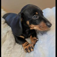 Dachshund (Miniature Smooth Haired)