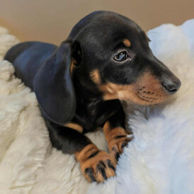 Dachshund (Miniature Smooth Haired)