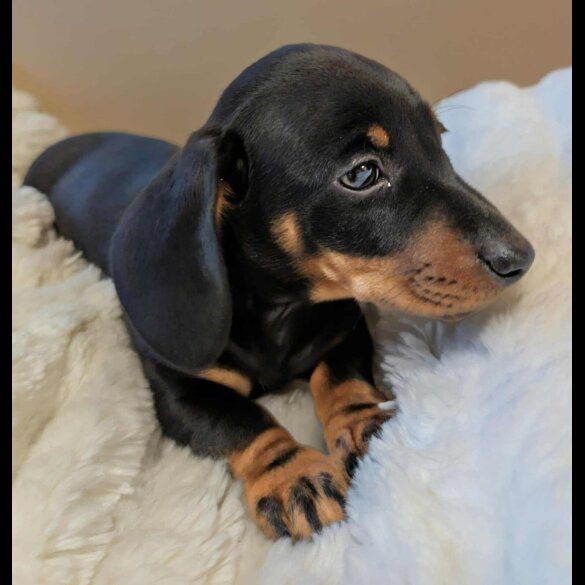 Dachshund (Miniature Smooth Haired)