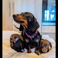 Dachshund (Miniature Smooth Haired)