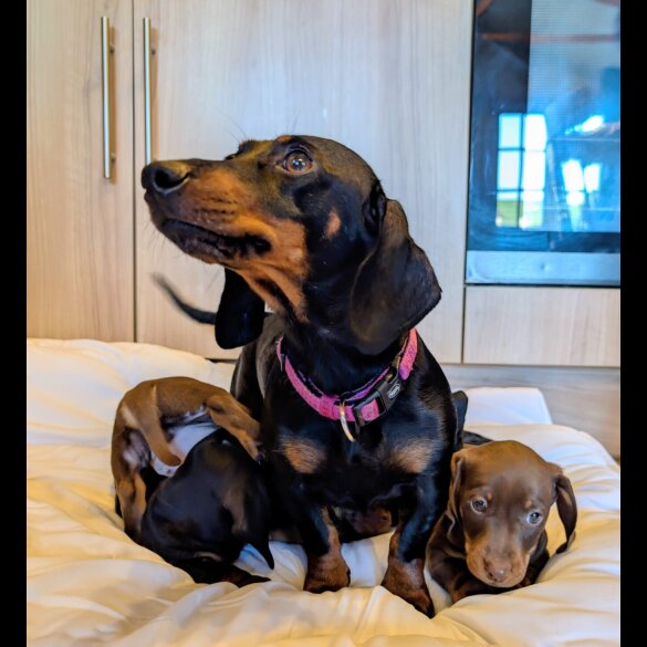 Dachshund (Miniature Smooth Haired)