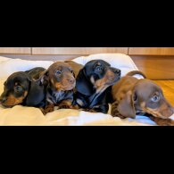 Dachshund (Miniature Smooth Haired)