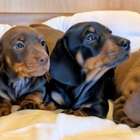 Dachshund (Miniature Smooth Haired)