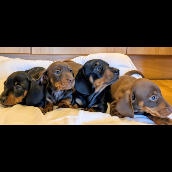 Dachshund (Miniature Smooth Haired)