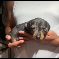 Dachshund (Smooth Haired)