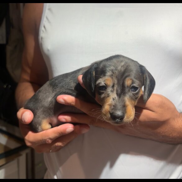 Dachshund (Smooth Haired)
