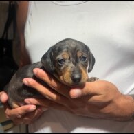 Dachshund (Smooth Haired)