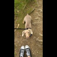 Dachshund (Smooth Haired)