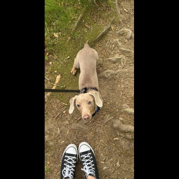 Dachshund (Smooth Haired)