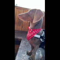 Dachshund (Smooth Haired)