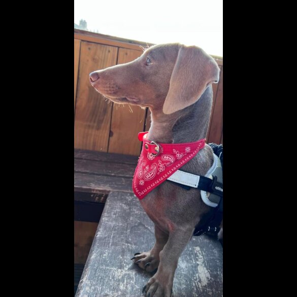 Dachshund (Smooth Haired)