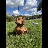 Dachshund (Smooth Haired)