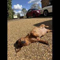 Dachshund (Smooth Haired)