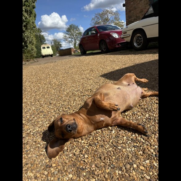 Dachshund (Smooth Haired)