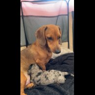 Dachshund (Smooth Haired)