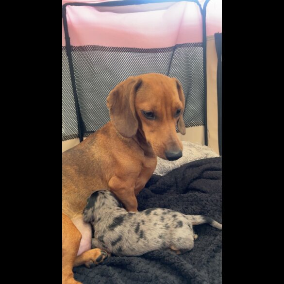 Dachshund (Smooth Haired)