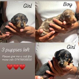 Dachshund (Smooth Haired)