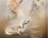 Dachshund (Miniature Long Haired)