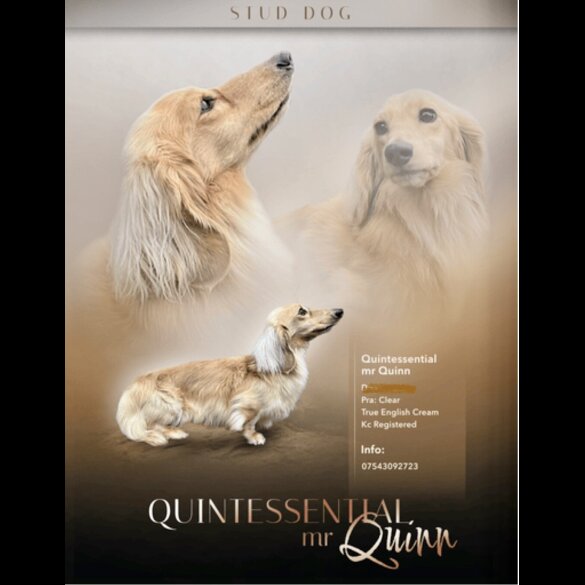 Dachshund (Miniature Long Haired)