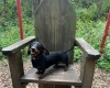 Dachshund (Miniature Smooth Haired)